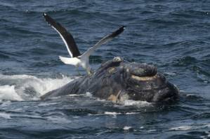 Pro-hunting nations block whale sanctuary bid.jpg