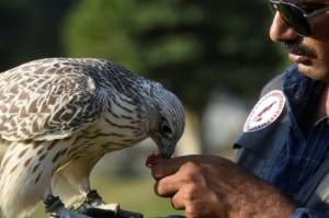 Gulf hunts fuel Pakistan falcon trafficking.jpg