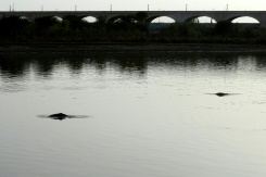 Foe to friend: Fishermen join fight to save endangered Pakistan dolphin