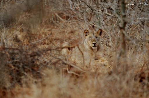 Has the wildlife 'Red List' let Africa's big cats down?