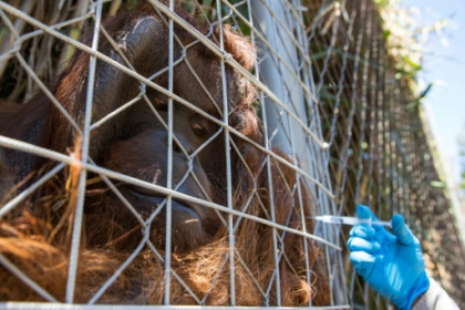Chilean zoo jabs big cats, orangutan against Covid-19.jpg