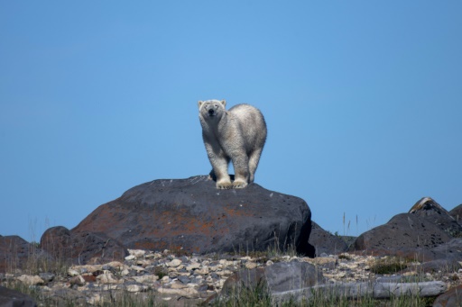 Receding ice leaves Canada's polar bears at rising risk