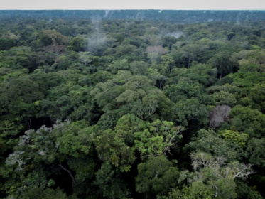 Scientists fight to protect DR Congo rainforest as threats increase.jpg
