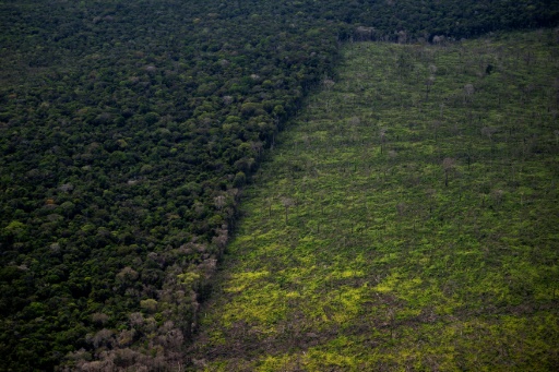Developing nations demand more money at crunch UN biodiversity talks