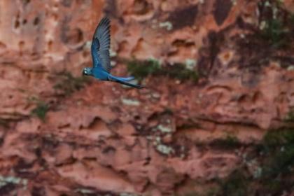 endangered macaw vs. wind farm.jpg