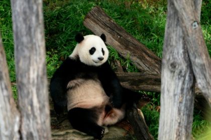 Washington says goodbye to pandas amid bitter US-China backdrop.jpg