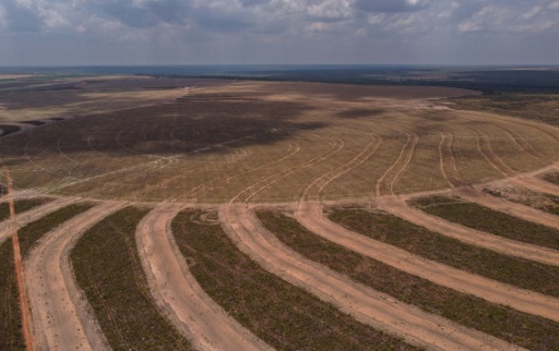 Race to save the Amazon leaves out Brazil's crucial savanna