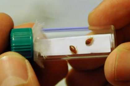 France hits back at hysteria over bedbug 'invasion'.jpg