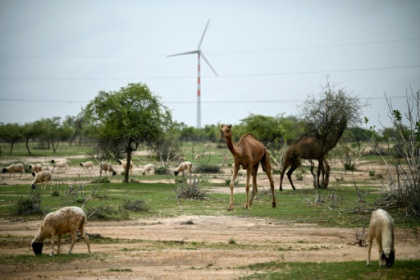 India's green energy wind drive hits desert herders hard.jpg