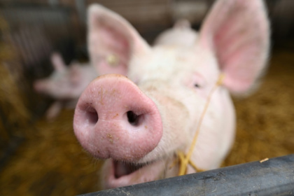 After decades of experimentation, pigs have emerged as the best organ donors for humans