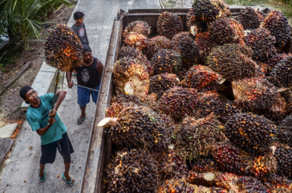 Indonesia accounts for more than half the global supply of the edible oil, used in making foods such as cakes, chocolate, and margarine as well as cosmetics, soap and shampoo
