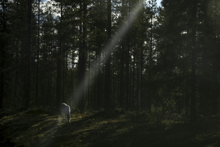 Growing Arctic military presence worries Finland's reindeer herders