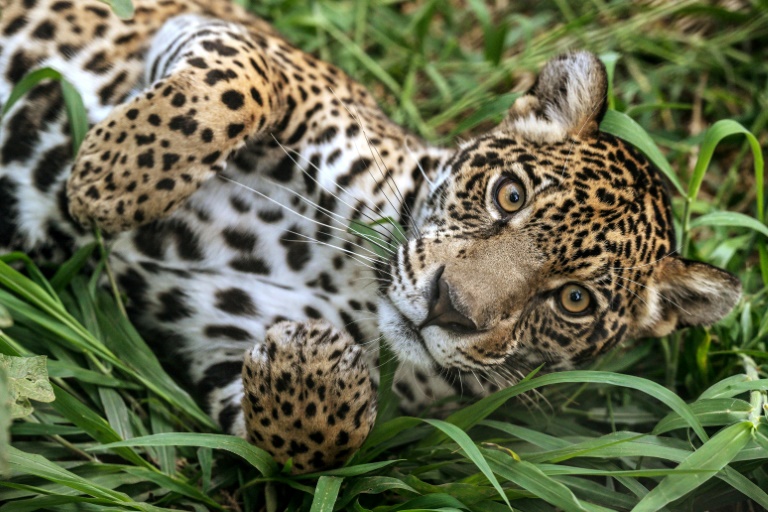 Sao Paulo's pumas under attack as 'stone jungle' threatens rainforest