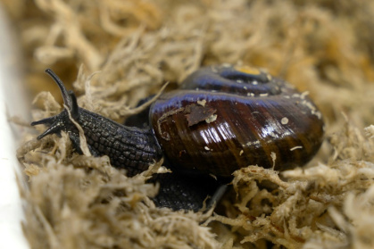 A rare New Zealand snail has been filmed for the first time squeezing an egg from its neck - Lisa FLANAGAN (AFP)