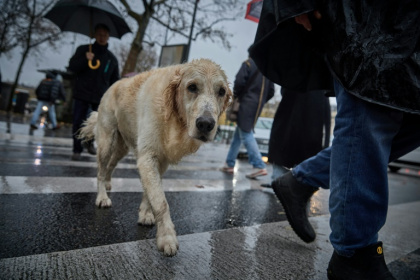The EU wants a set of common rules for dogs and cats across the bloc - Kiran RIDLEY, Kiran RIDLEY (AFP)