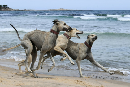 Unregulated crossbreeding and habitat shifts put the age-old North African Sloughi at risk - FETHI BELAID (AFP)