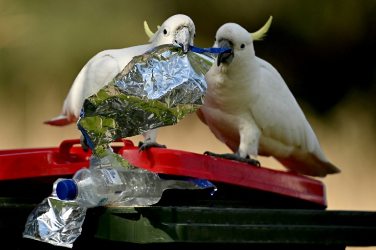 Cockatoos can bust a move: Australian research