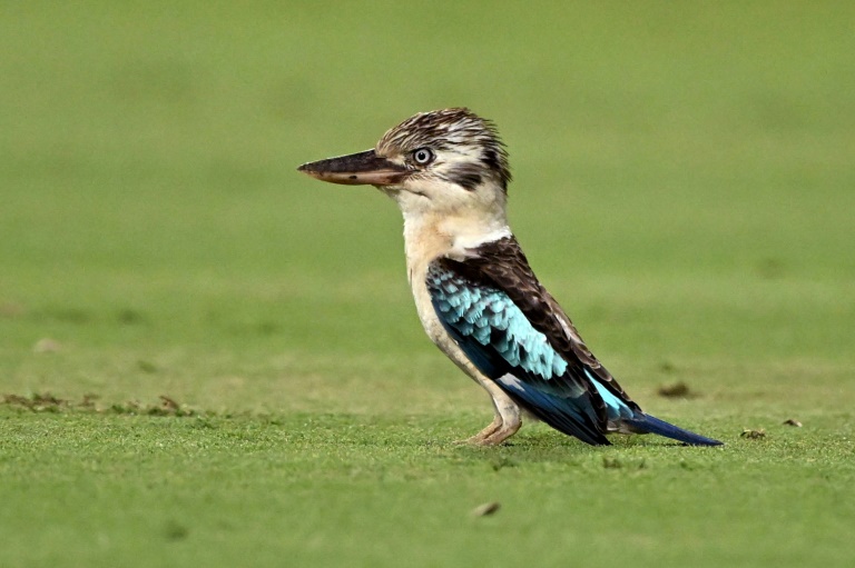 Scientists find surprising sex reversal in Australian birds