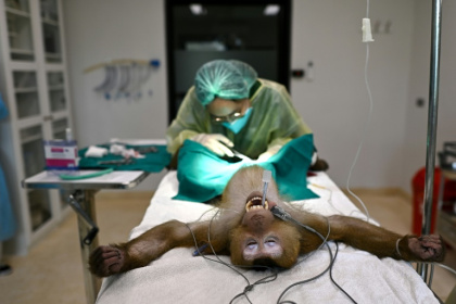 Dozens of rescued animals are treated every month at the Wildlife Friends Foundation Thailand (WFFT) - MANAN VATSYAYANA (AFP)