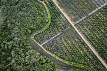 An aerial view of a palm oil plantation (R) and a peatland forest in Bangsal, South Sumatra - STR (AFP)