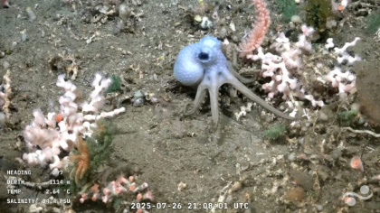 The conversations between the scientists allow amateur enthusiasts a rare insight into the wonders of marine biology - Handout (AFP)