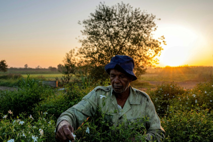 Climate change is driving down the yield of jasmine farmers, who struggle to make a living in Egypt's precarious economy - Khaled DESOUKI (AFP)