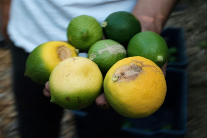 Some citrus farmers in Turkey lost nearly 40 percent of produce to frost, hail and a heatwave this season - Nimet Kirac (AFP)