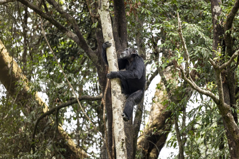 Chimps ingest alcohol daily: study