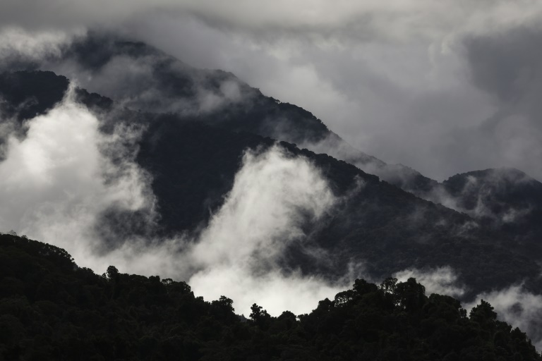 Australian rainforests no longer a carbon sink: study
