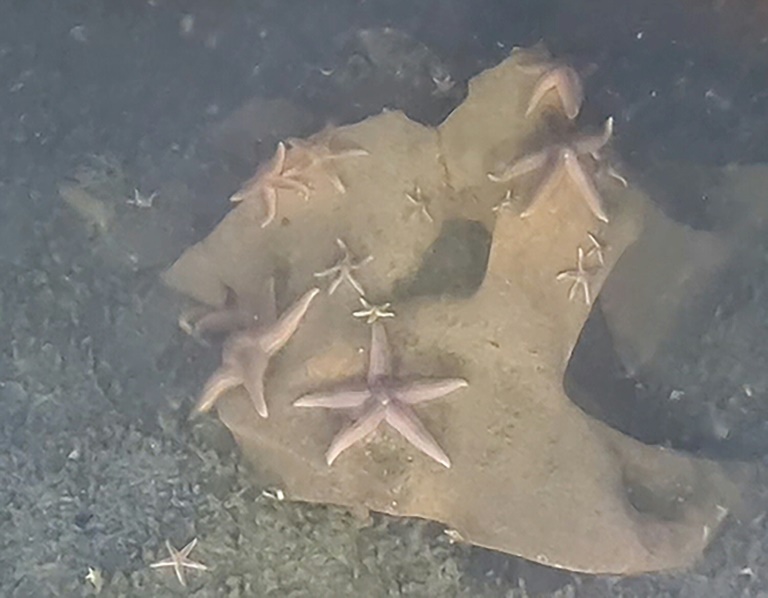 Sea life thriving on unexploded Nazi bombs, sub discovers