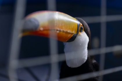 Brightly colored birds like toucans and macaws, boxes of tortoises, and monkeys and a python were among 700 rescued animals taken to a central facility to receive expert care - Pablo PORCIUNCULA (AFP)