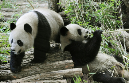 Huan Huan and Yuan Zi arrived at the Beauval Zoo in 2012 - Alain JOCARD (AFP)