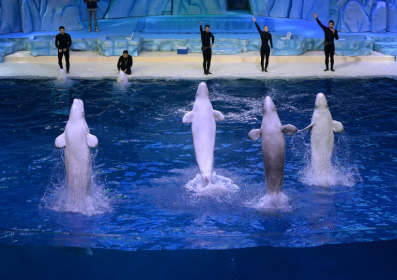 Beluga whales leap from the water during a performance at the aquarium inside the Chimelong Ocean Kingdom in 2014 - MARK RALSTON (AFP)