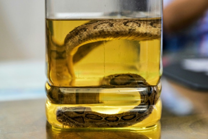 A venomous snake preserved at the Rajshahi Medical College Hospital in Rajshahi, Bangladesh - Munir UZ ZAMAN (AFP)