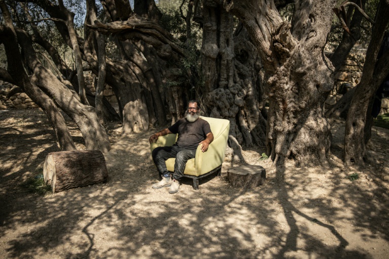 West Bank's ancient olive tree a 'symbol of Palestinian endurance'