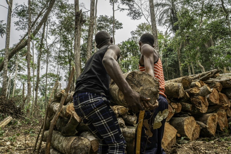 DR Congo sanctuary resists bloody forest sell-off