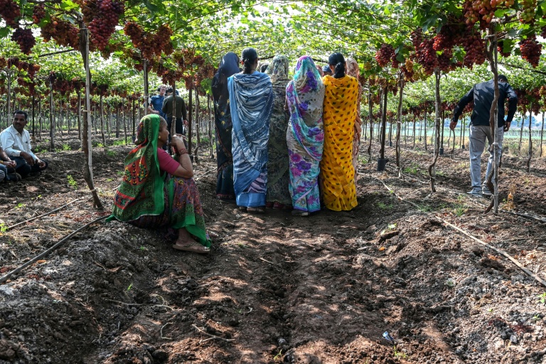 Struggling farmers find hope in India co-operative