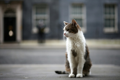 Larry, the Downing Street cat, has stolen hearts around the globe during his 15 years as 'Chief Mouser to the Cabinet Office' - HENRY NICHOLLS (AFP)