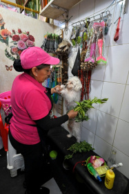 Ecuadorean curandera Amparo Lugmana performs an energy cleansing ritual on a dog at San Francisco market in Quito, where demand for pets' chakras to be opened is growing - Rodrigo BUENDIA (AFP)