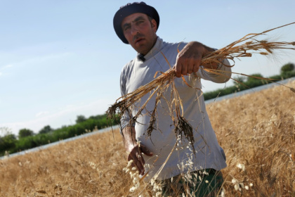 Issa al-Moussa shows his water-damaged crops as he stands in a flooded field in Syria's Deir Ezzor province - Bakr ALKASEM (AFP)