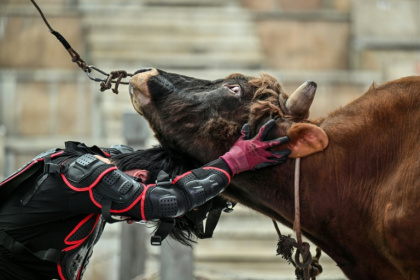 A bull wrestler grasps a bull during a training session at an arena in Jiaxing, China's Zhejiang province - Hector RETAMAL (AFP)