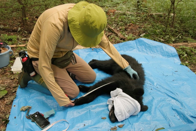 In Japan's mountains, a different way to manage bears